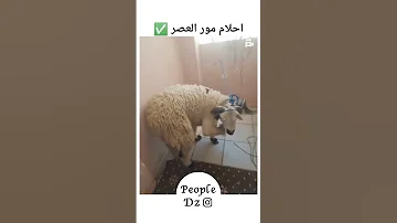 𝗔𝗕𝗢𝗡𝗡𝗘 𝗩𝗢𝗨𝗦 𝗟 𝗘𝗤𝗨𝗜𝗣𝗘 𝟮𝟬𝟮𝟱 اغاني راي Algerie Fypviral Lyrics Rai Music S اكسبلور 