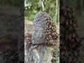 The skill of collecting honey from the hive #camping #bushcraft #survival #facts #skills #lifehacks