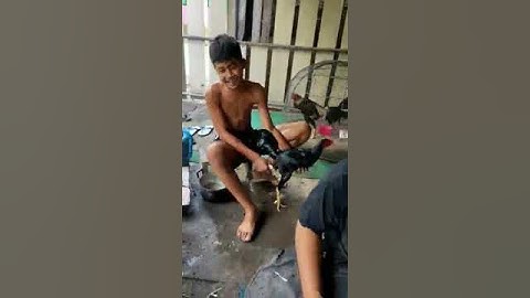 อาบน้ำไก่ที่ถูกวิธี