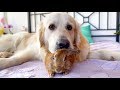 Golden Retriever Shows his Love for the Rabbit