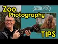 Tips for how to take better zoo photographs