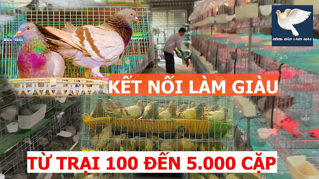 Mua 100 cặp Bồ câu Thái siêu thịt với mong muốn thành triệu phú và phát ...