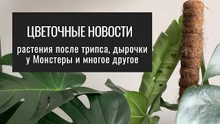 Цветочные Новости. Первые Дырочки у Монстеры. Растения после Трипса. Обрезка Хамедореи и другое.