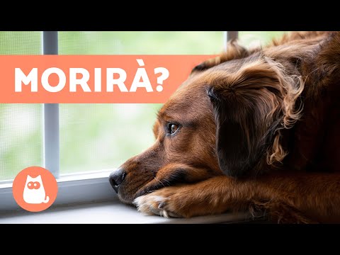 Video: Segni e sintomi di un cane Pug incinta