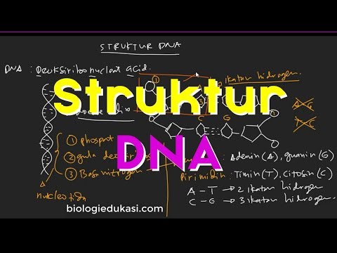 Video: Apakah formula kimia untuk DNA?