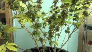 Honorable Mention for: Sour Diesel #2 from Homboldt Seed Organization 06162013
