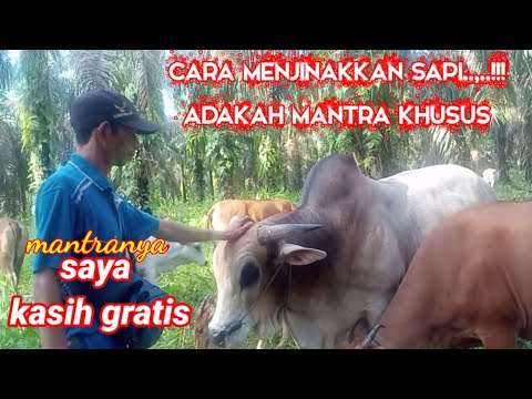 Video: Ia Menjadi Terkenal Mengapa Orang Tidak Dapat Menjinakkan Zebra - Pandangan Alternatif