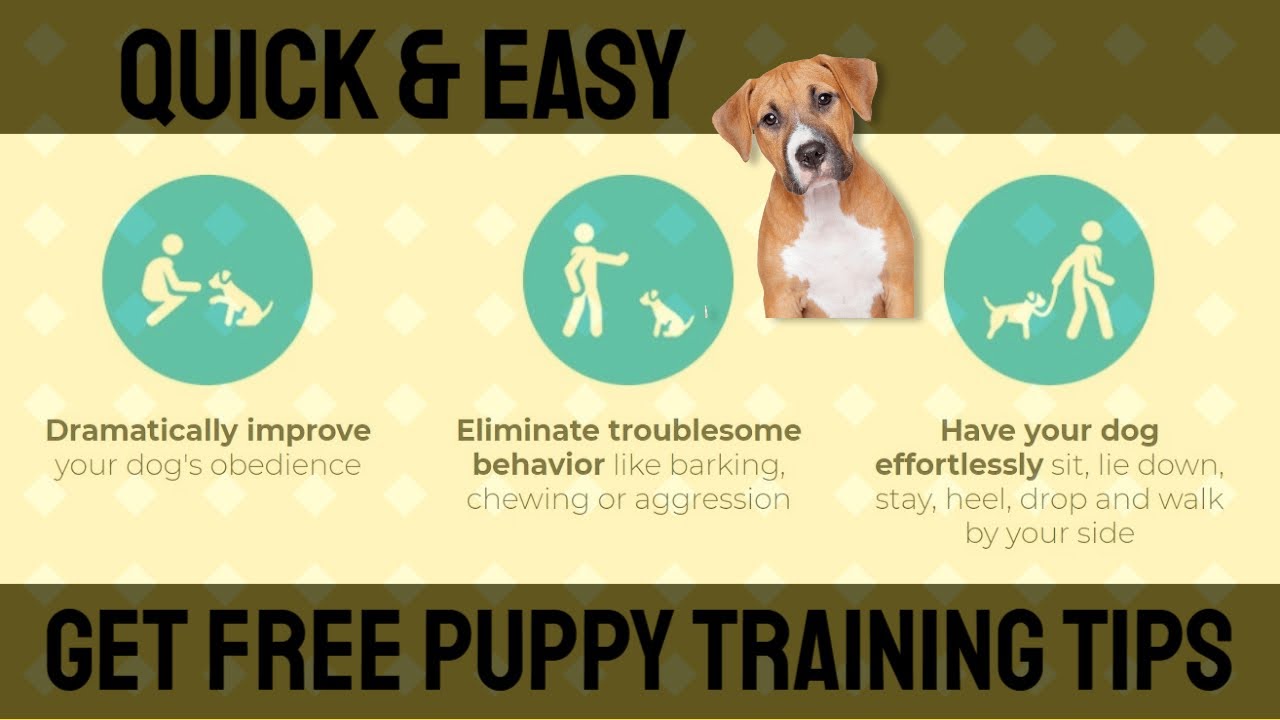 Quick & Easy Puppy & Dog Training Stopping Maggie's Jumping Problem