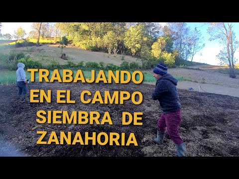 Video: Plantar Zanahorias En Campo Abierto