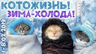 ЗИМА-ХОЛОДА! ❆ КОТОЖИЗНЬ! 1-8 февраля 2019