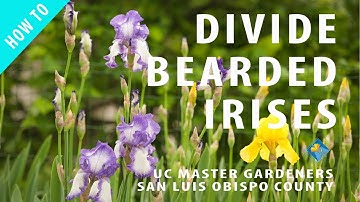 How to Divide Bearded Irises