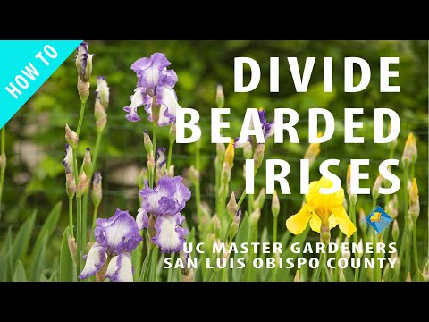 Video: Germansk iris: plantning og pleje