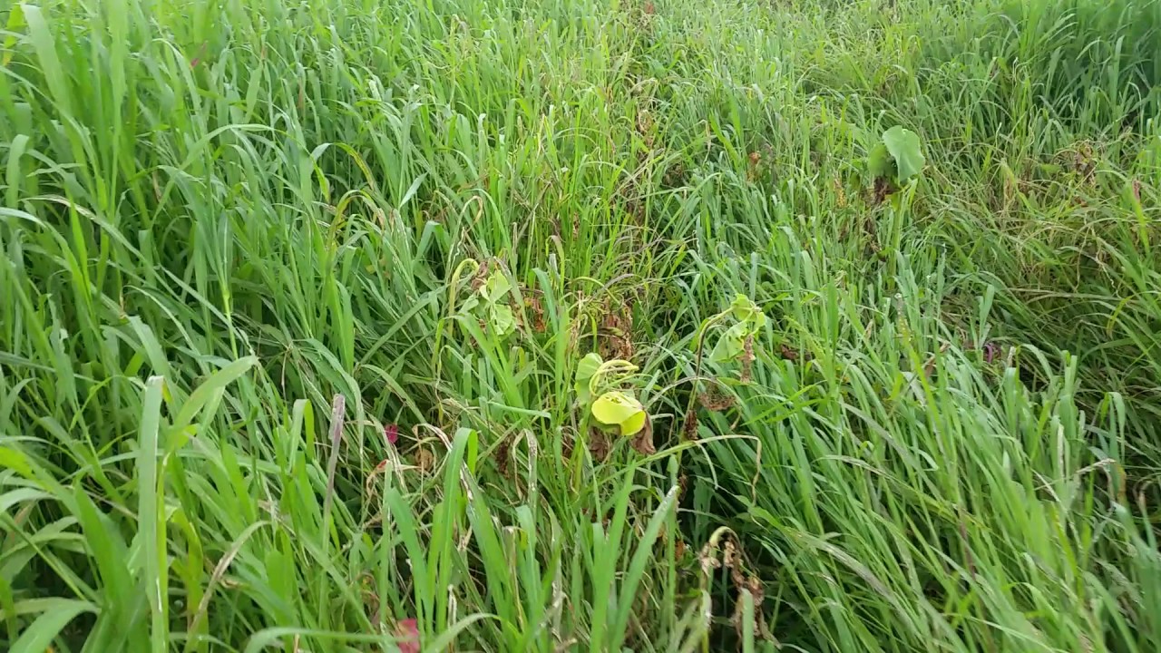 Checking some millet seeding YouTube