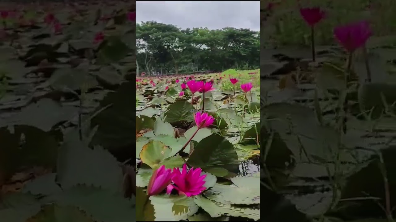 Red lilly lake, flower lake, Shatla #bangladesh #nature #lilly #viralvideo #shorts