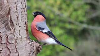 Relaxing bird sounds:nature sound of a woodpecker screenshot 5