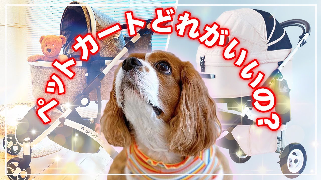 🐶👩分離型ペットカート｜エアーバギー？ピッコロカーネ？悩んだ結果の飼い主レビュー【キャバリア】