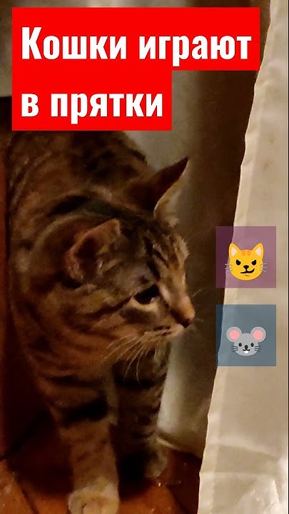 Кошки играют в прятки Где- то есть кошки,где- то есть мыши...😼🐭😼🐭😼🐭😼🐭😼🐭 ...
