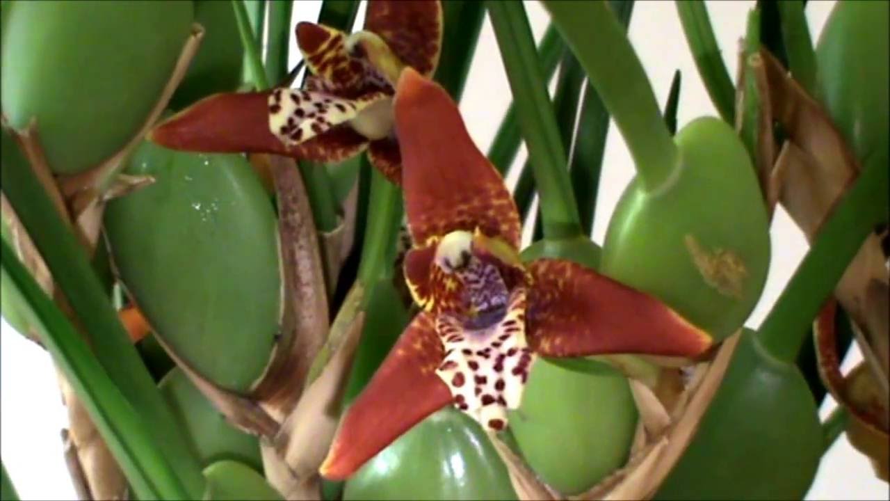 Maxillariella tenuifolia (Lindl.) M.A.Blanco & Carnevali (Maxillaria