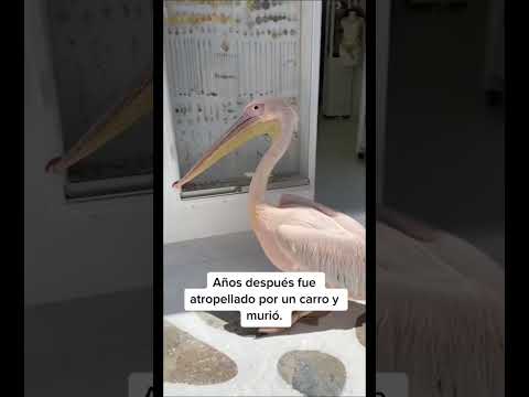 Conoces a Petros?