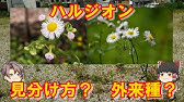 中学理科 ゴロ合わせ 合弁花類の覚え方 Youtube