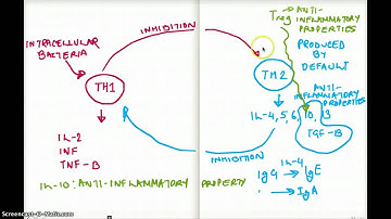 T Cell Differentiation Part 2