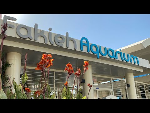 فلوق جولة في فقية اكواريوم