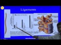 Dorsal and Lumbar Pedicles - Surgical Anatomy