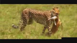 Usain Bolt vs a Cheetah