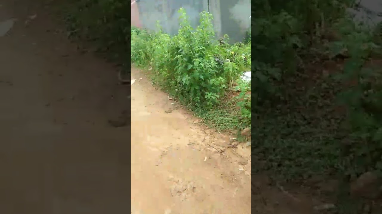 Angul(ratleae)place🥰😄🫣💞