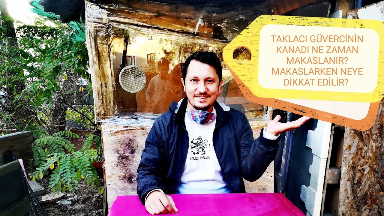 OYUN KUŞUNUN KANADI NE ZAMAN MAKASLANIR? NEDEN MAKASLANIR? |SEFERLİ GÜVERCİN |