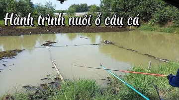 Câu đài tự nhiên nuôi ổ câu cá đập suối nhum  | Câu cá tự nhiên | Câu đài | Fishing
