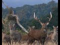5 big stags taken by 2 hunters