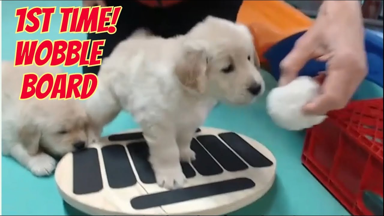 Golden Retriever Puppies Conquer Wobble Board & Obstacle Course!