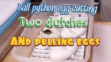 Ball python egg cutting and pulling a clutch of eggs