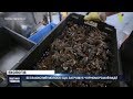 Беззахисний молюск: що загрожує Чорноморській мідії