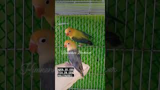 2024 In demand African lovebirds mutation