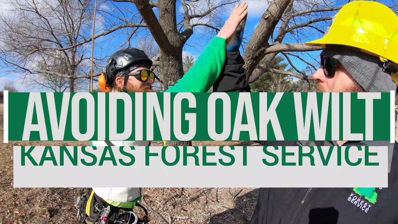 Prune oaks in the dormant season to avoid oak wilt. - YouTube