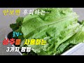 간단하고 맛있는 상추 요리 3가지~ 강쉪^^ . 3 kinds of lettuce recipe, korea food recipe.