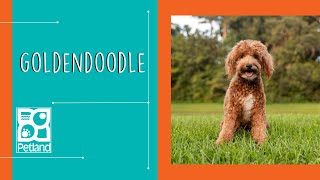 Goldendoodles Fun Facts