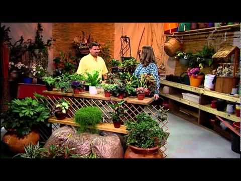 Gardener's Hotline - Indoor Foliage Plants