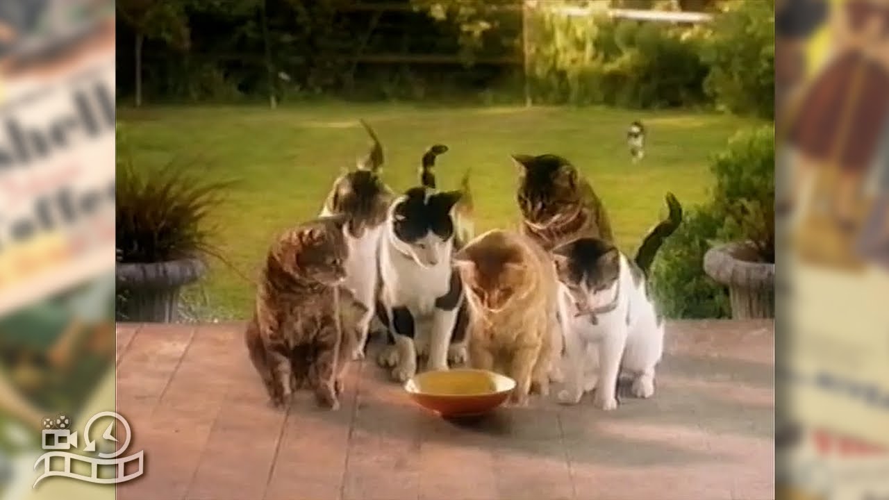 Whiskas Cat Food 1990s Advertisement Australia Commercial Ad YouTube