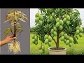 Unique Technique : For Grafting Mango Tree Cutting Faster With Aloe Vera