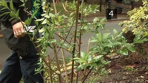 How To Crop A Spring Flowering Shrub