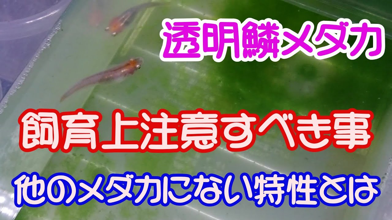 めだか 透明鱗メダカを飼育する上で気を付ける二つの事 実際に発症した個体を見ながら説明します Youtube