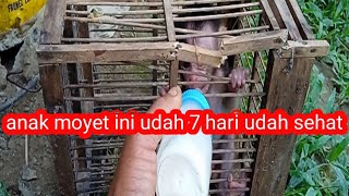 anak moyet ini udah 7 hari ditigal idokny