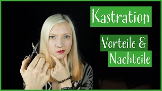 Kastration von Katzen: Wann? Weshalb? Risiken? by Kralle und Faden 17,216 views 6 years ago 8 minutes, 34 seconds