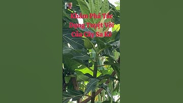 Khám Phá Tác Dụng Tuyệt Vời Của Cây Sa Kê