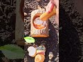 The Eggshells myth you believe in
