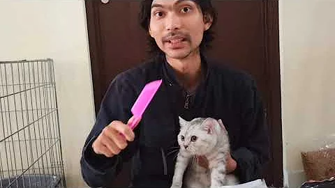 Watch the video about Review makanan kucing royal canin, proplan kitten, dan equilibrio