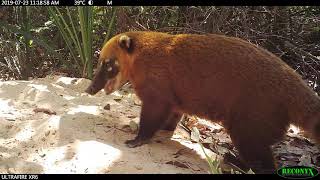 Lively South American Coati Plays with Camera